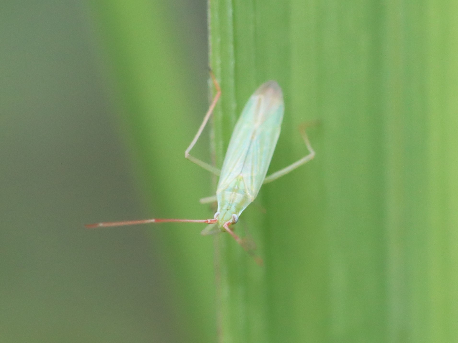 アカヒゲホソミドリカスミカメ